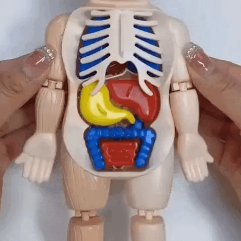 3D Human Body Lernpuzzle – Montessori Anatomie-Spielzeug für Kinder