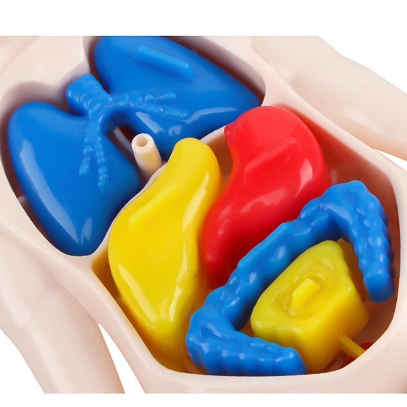 3D Human Body Lernpuzzle – Montessori Anatomie-Spielzeug für Kinder