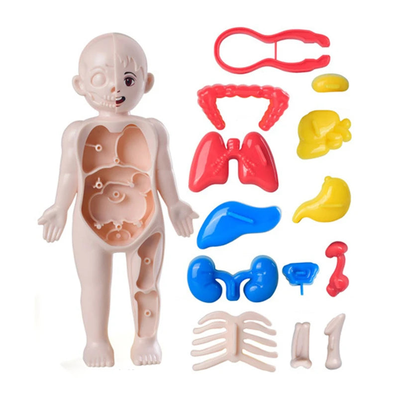 3D Human Body Lernpuzzle – Montessori Anatomie-Spielzeug für Kinder
