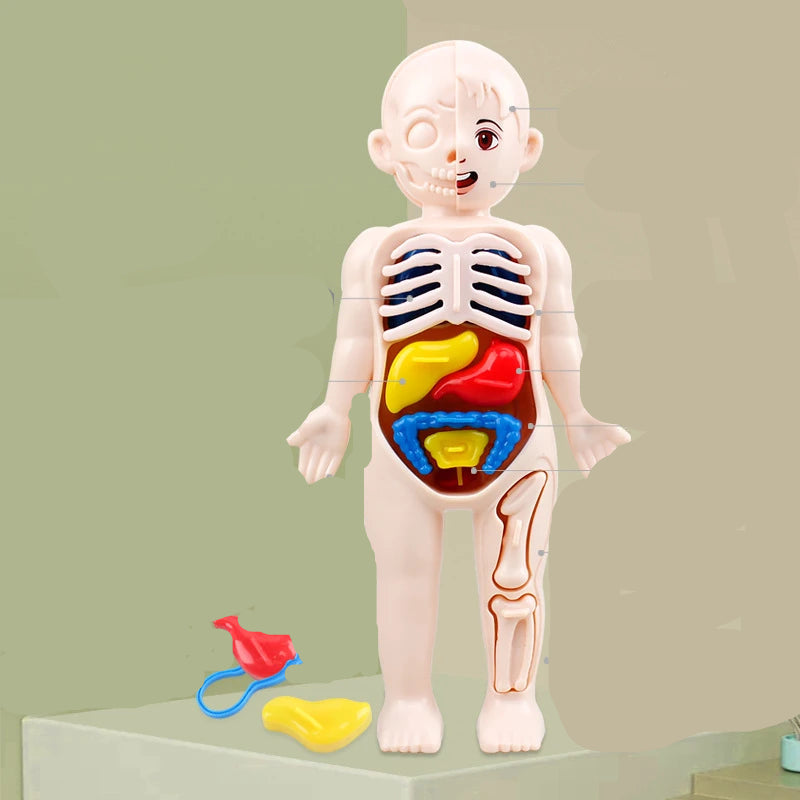 3D Human Body Lernpuzzle – Montessori Anatomie-Spielzeug für Kinder