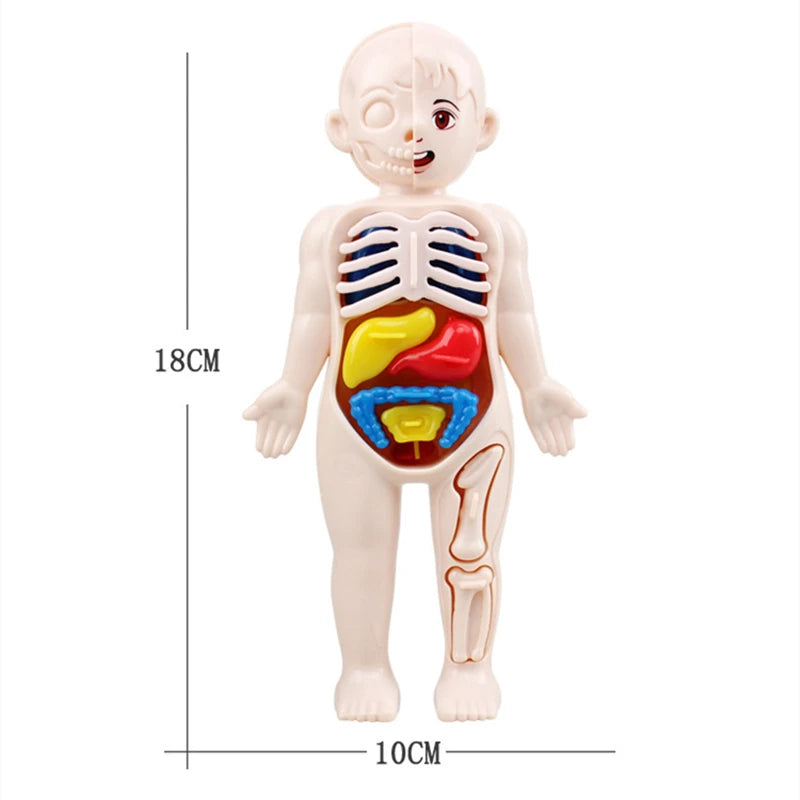 3D Human Body Lernpuzzle – Montessori Anatomie-Spielzeug für Kinder