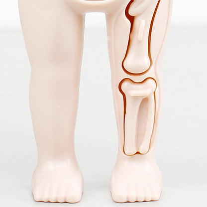 3D Human Body Lernpuzzle – Montessori Anatomie-Spielzeug für Kinder