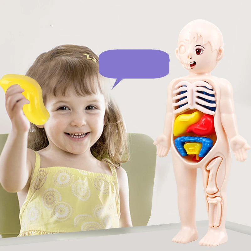 3D Human Body Lernpuzzle – Montessori Anatomie-Spielzeug für Kinder